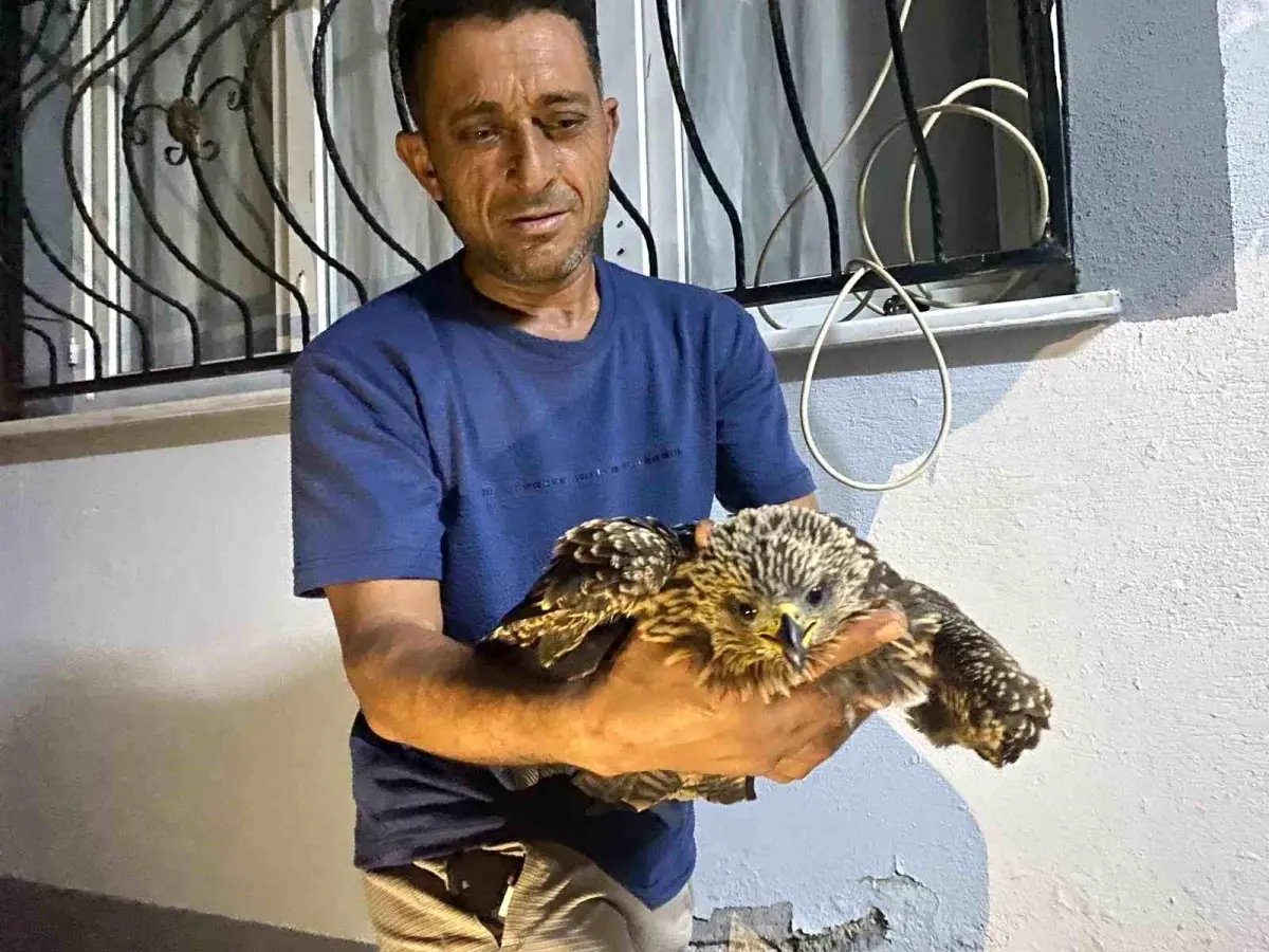 ali kotugun sahine yardimi BUcmcsAn