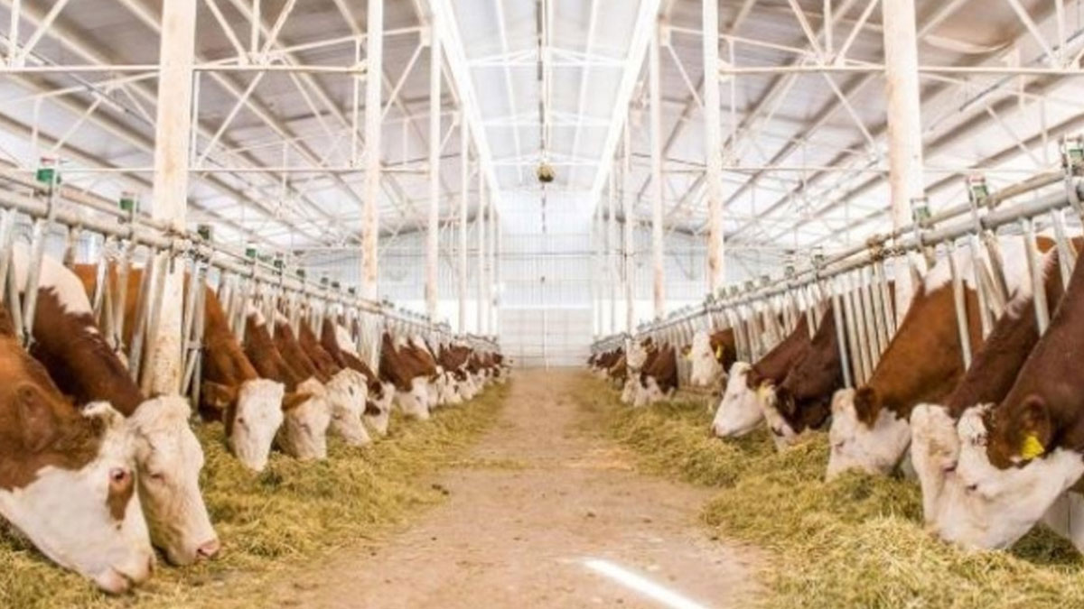 eski hukumlu devlet destegiyle basladi 6 yildir surduruyor uHDADLks