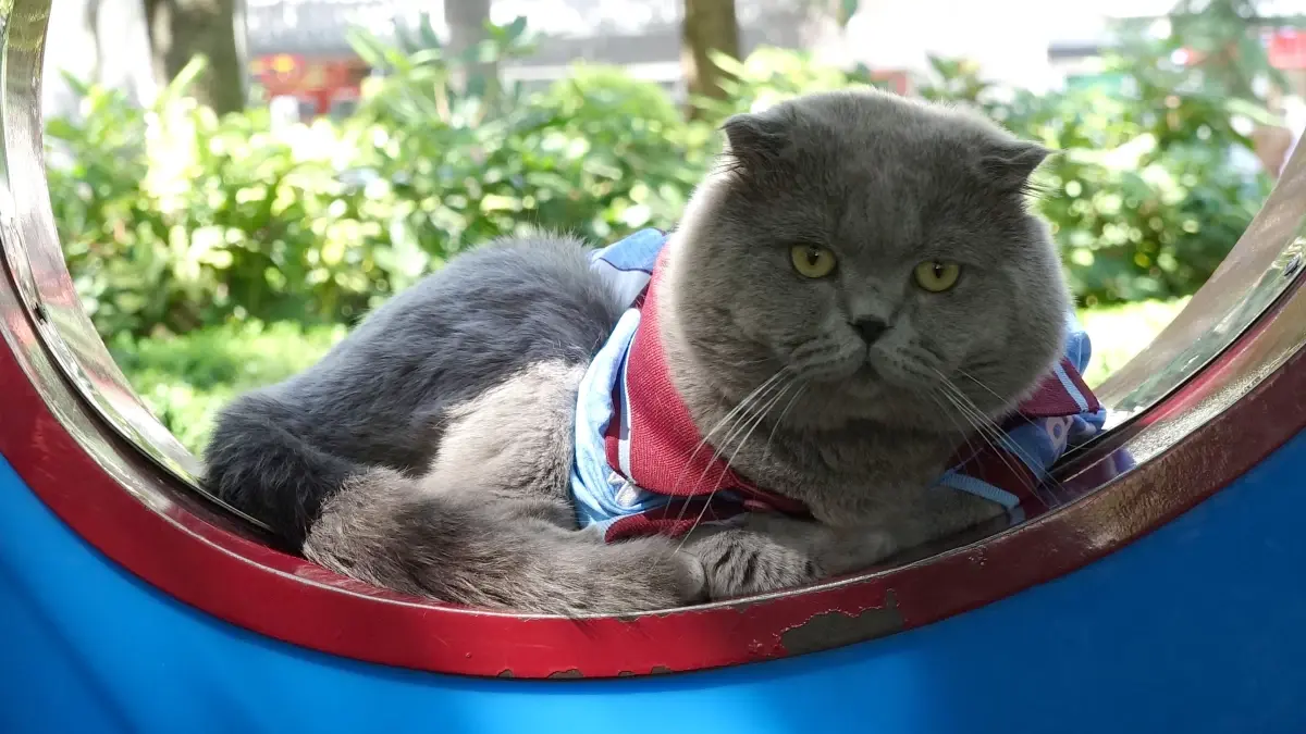 kedi tom trabzonspor macini izleme izni aldi V1zTWy5u