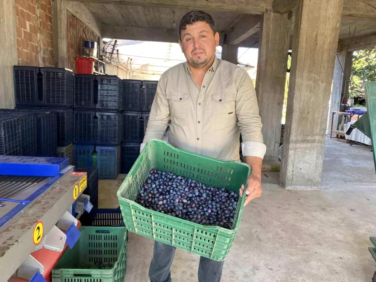 manisada 2025 zeytin hasadi basladi kalite ve fiyatlar ureticiyi sevindiriyor a6M2SbpD.jpg