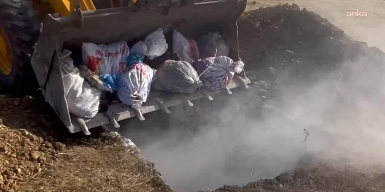 hakkaride hayvan katliami yuzlerce hayvan canli canli gomuldu JpsgYAbi.jpg