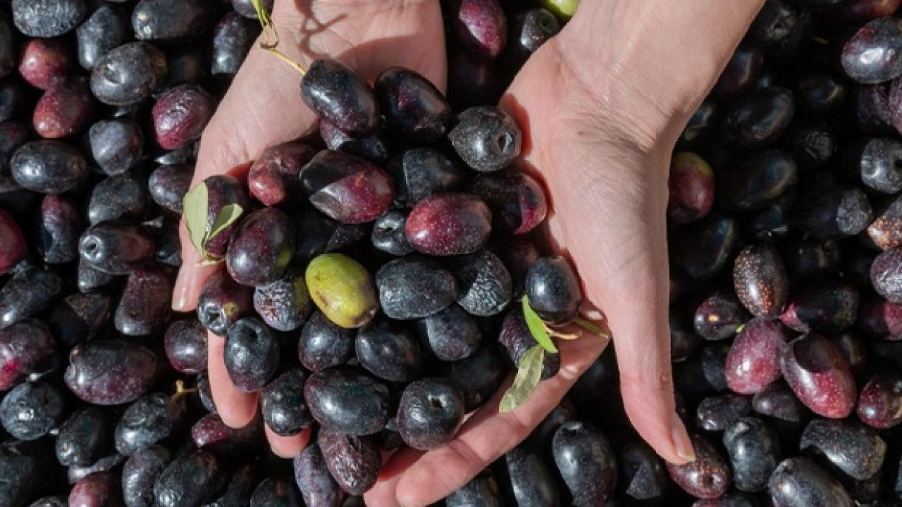 marmarabirlikten yeni karar kota uygulamasi kaldirildi qh4sP3Fc.jpg