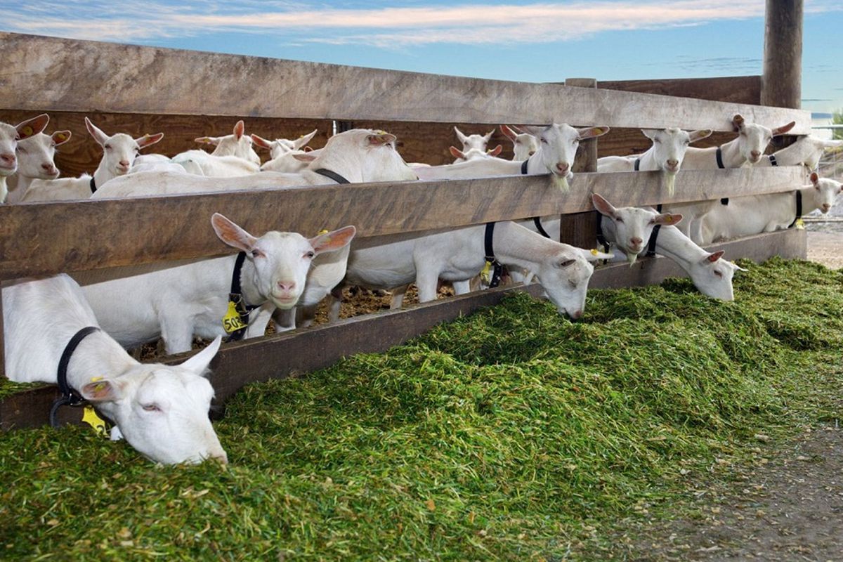 Fransa’da Şok Edici Olay: Genç, Ahırdaki Keçilere Zarar Verdi